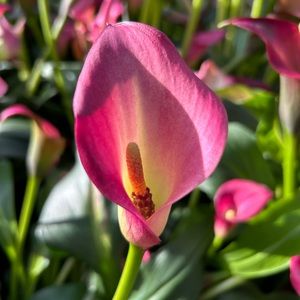 Meet your Posher, Claire